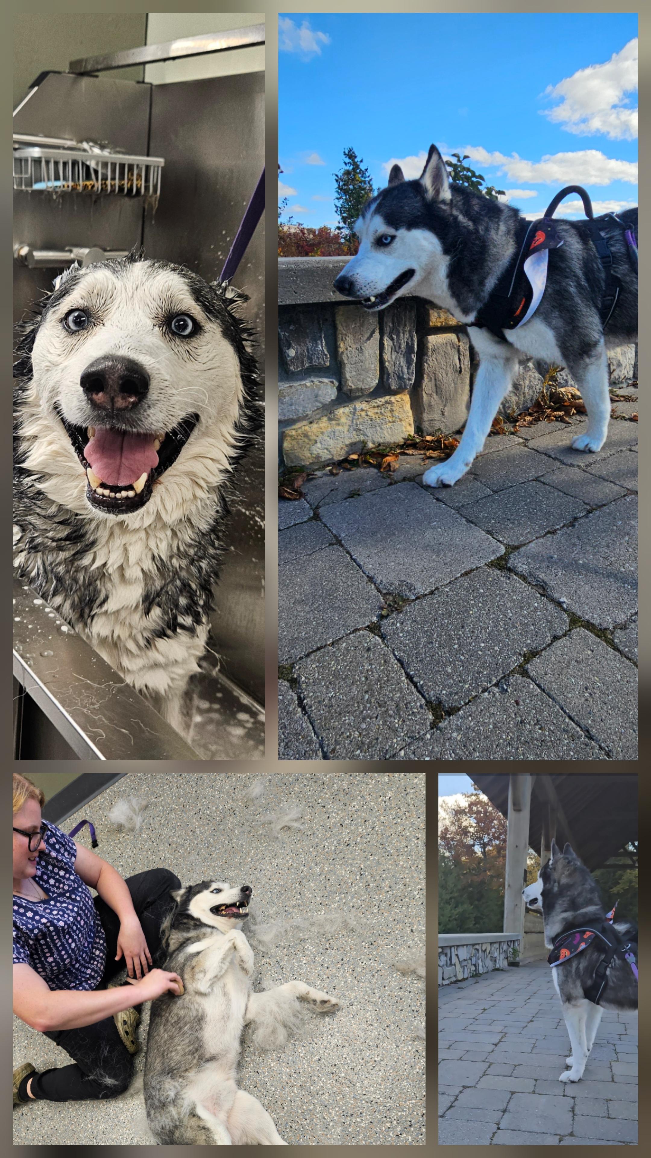 Storm **Courtesy Post***, ADOPTABLE, Adult Male Husky.