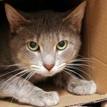 Enlarge Bobby, a ADOPTABLE Domestic Short Hair in Hilliard, OH image 1/1