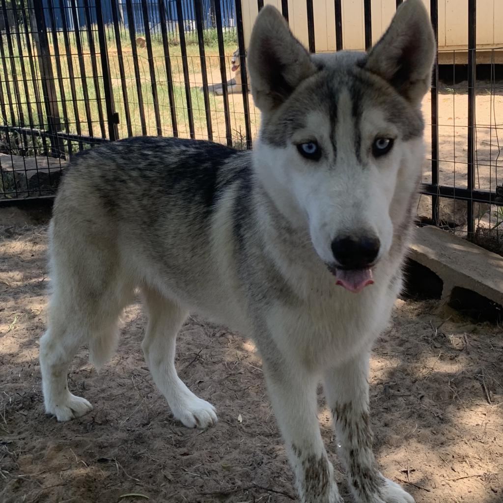 Kristoff, Adoptable, Adult Male Husky.