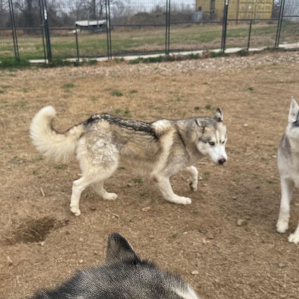 Kristoff, a Adoptable Husky in Eufaula, OK image 4/6