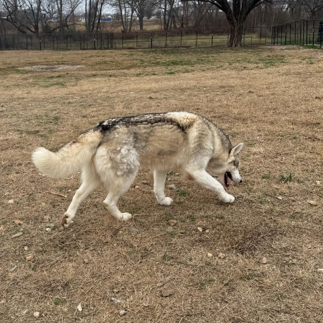 Kristoff, a Adoptable Husky in Eufaula, OK image 6/6