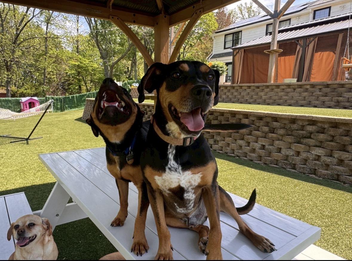Enlarge Max, a Adoptable mixed breed in Potomac, MD image 4/4