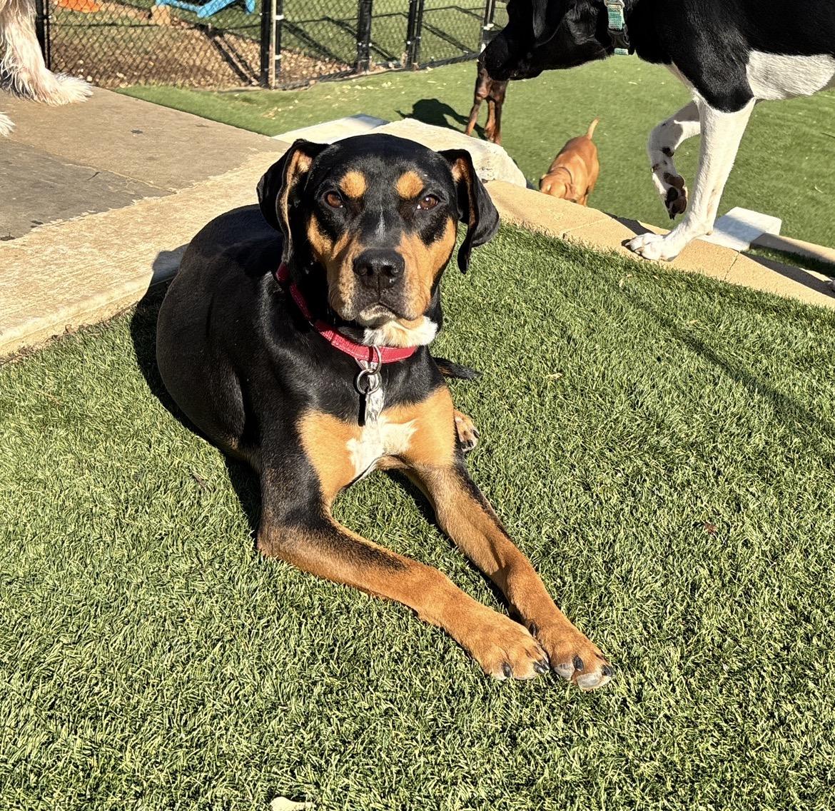 Enlarge Max, a Adoptable mixed breed in Potomac, MD image 3/4