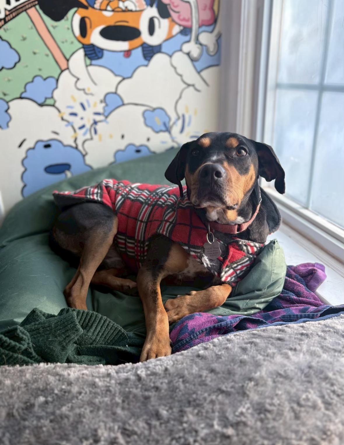 Enlarge Max, a Adoptable mixed breed in Potomac, MD image 1/4
