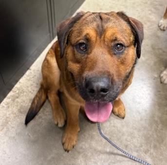 ROSCOE, a Adoptable mixed breed in Wilmington, OH image 2/3