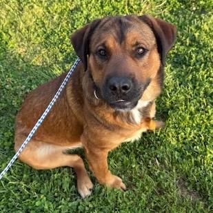 ROSCOE, a Adoptable mixed breed in Wilmington, OH image 1/3