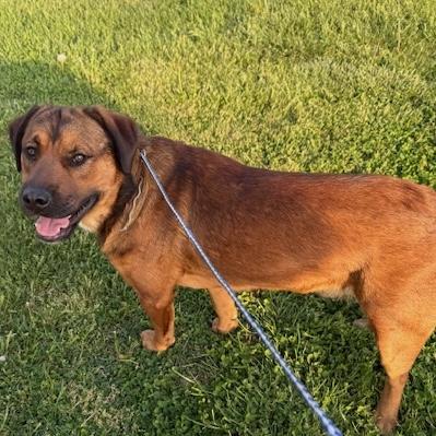 ROSCOE, a Adoptable mixed breed in Wilmington, OH image 3/3