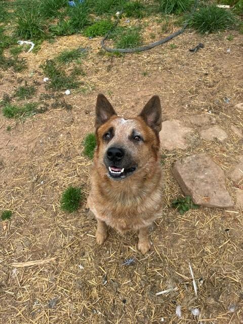 Milo, ADOPTABLE, Adult Male Australian Cattle Dog / Blue Heeler.