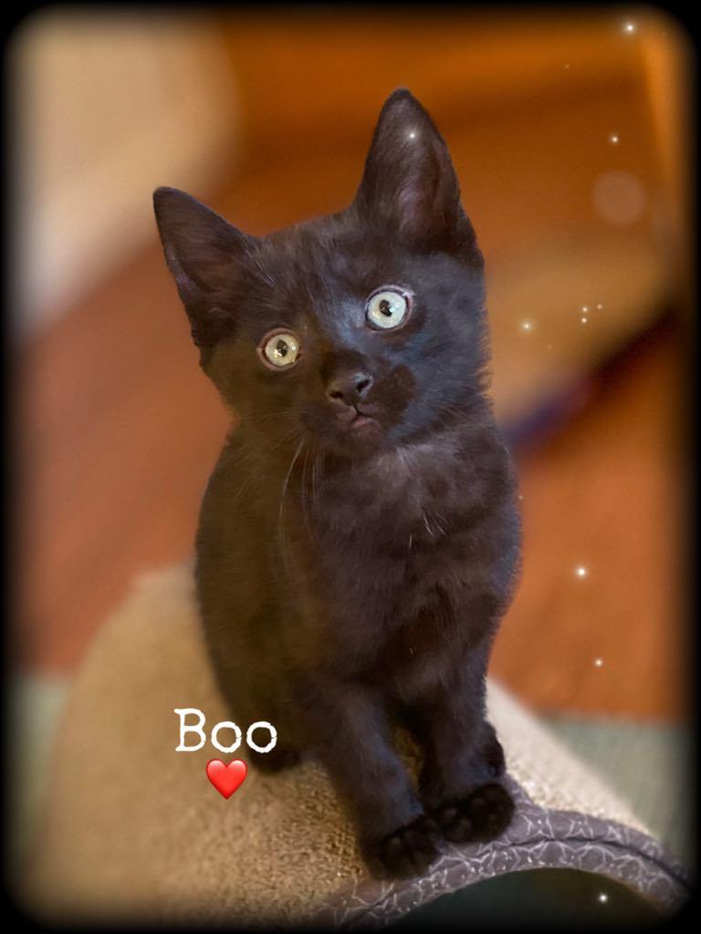 Boo, Baby Male unknown
