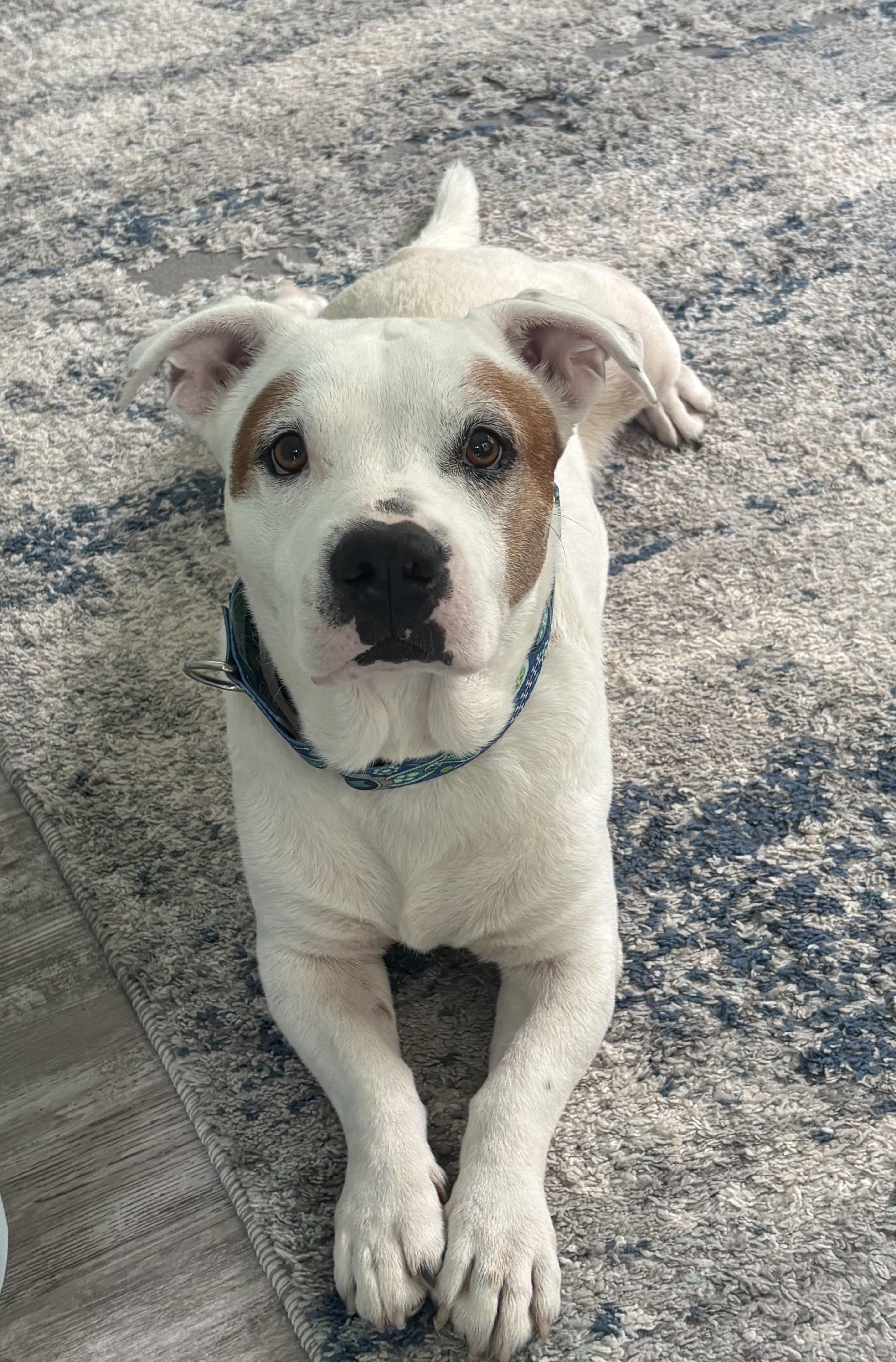 Enlarge Gilly, a Adoptable mixed breed in Hillsdale, NY image 4/4