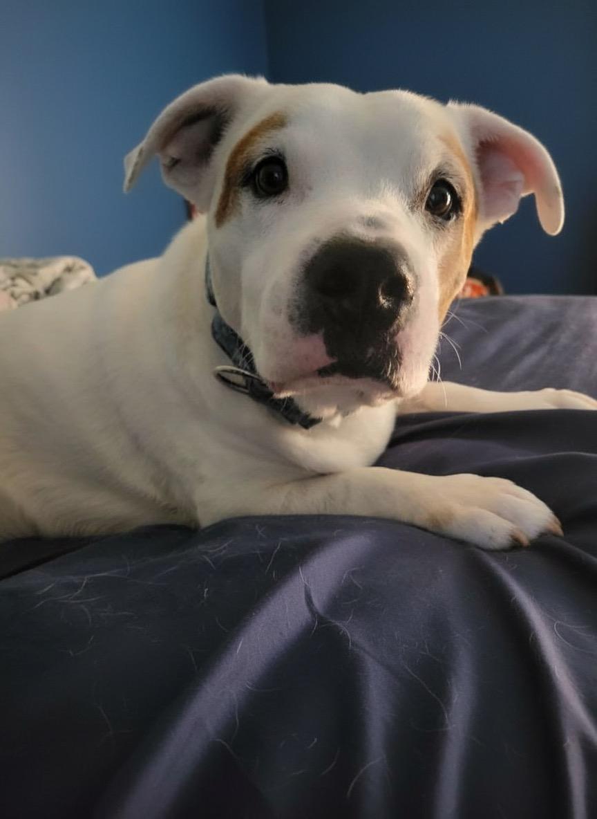 Enlarge Gilly, a Adoptable mixed breed in Hillsdale, NY image 2/4