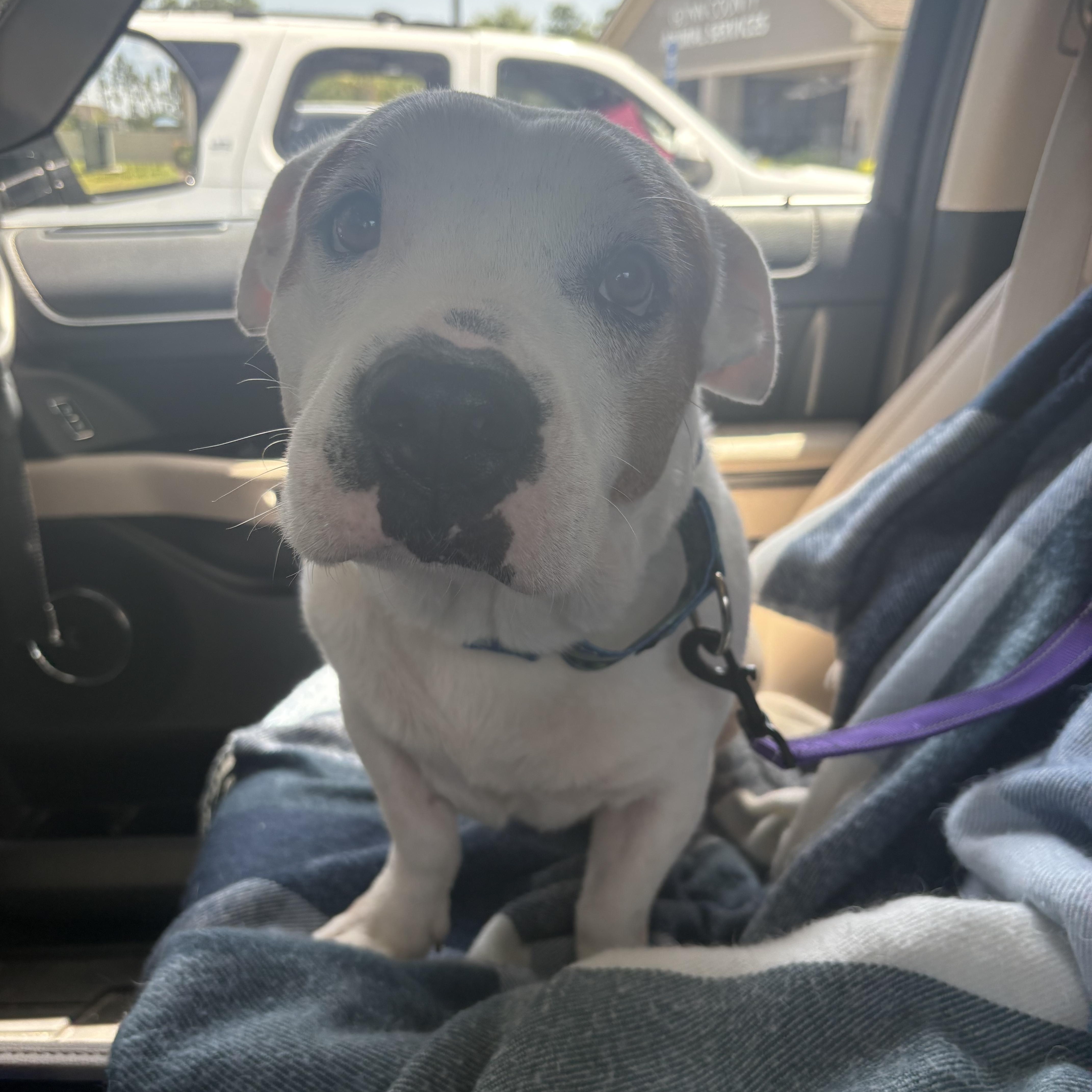 Enlarge Gilly, a Adoptable mixed breed in Hillsdale, NY image 3/4