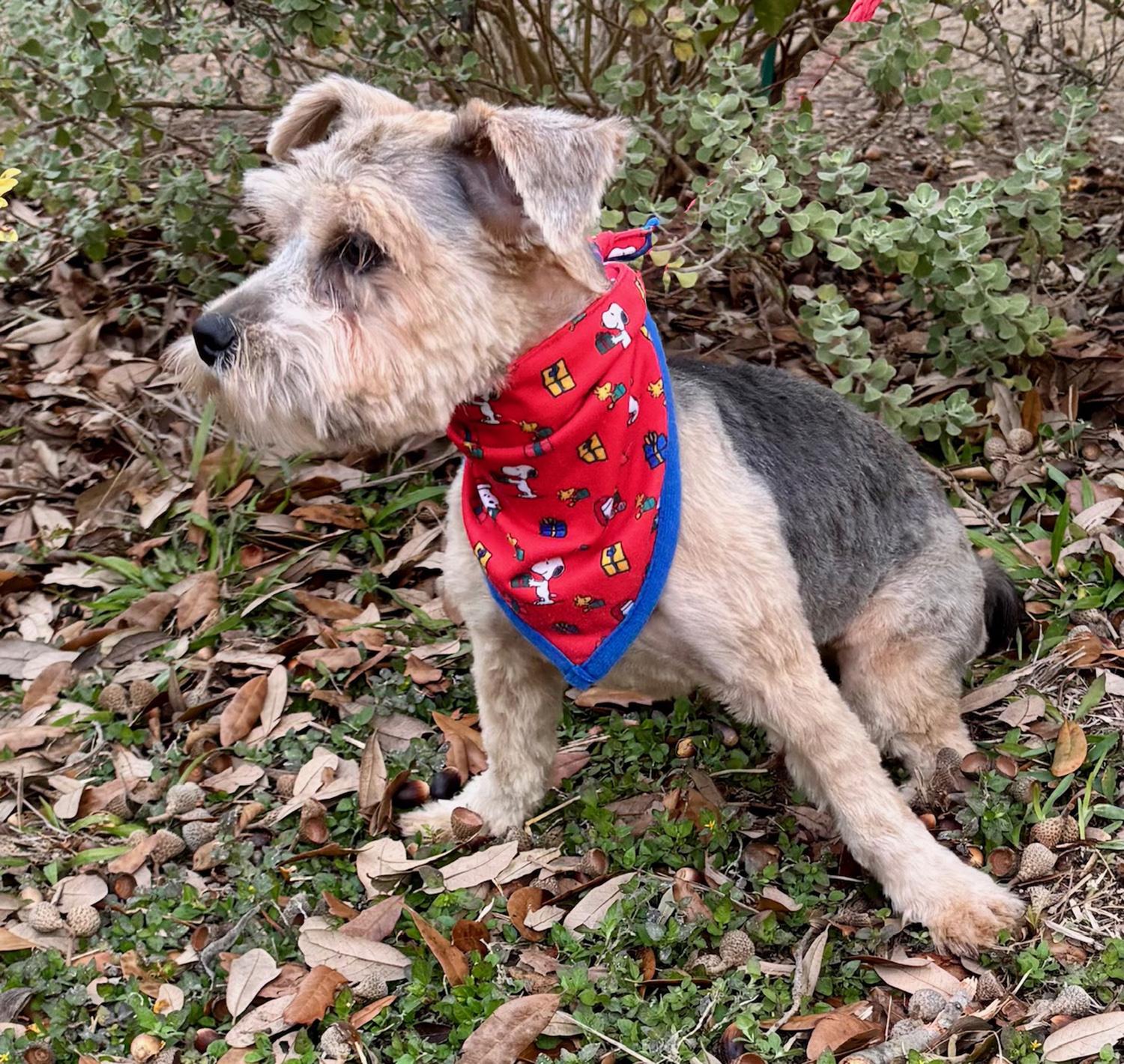 Enlarge Little PEARL - Sweet Yorkie Gem!, a Adoptable Yorkshire Terrier in Roanoke, VA image 3/6