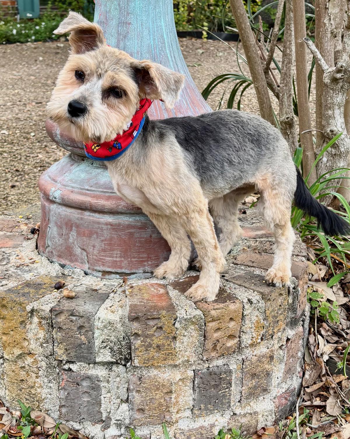 Enlarge Little PEARL - Sweet Yorkie Gem!, a Adoptable Yorkshire Terrier in Roanoke, VA image 6/6