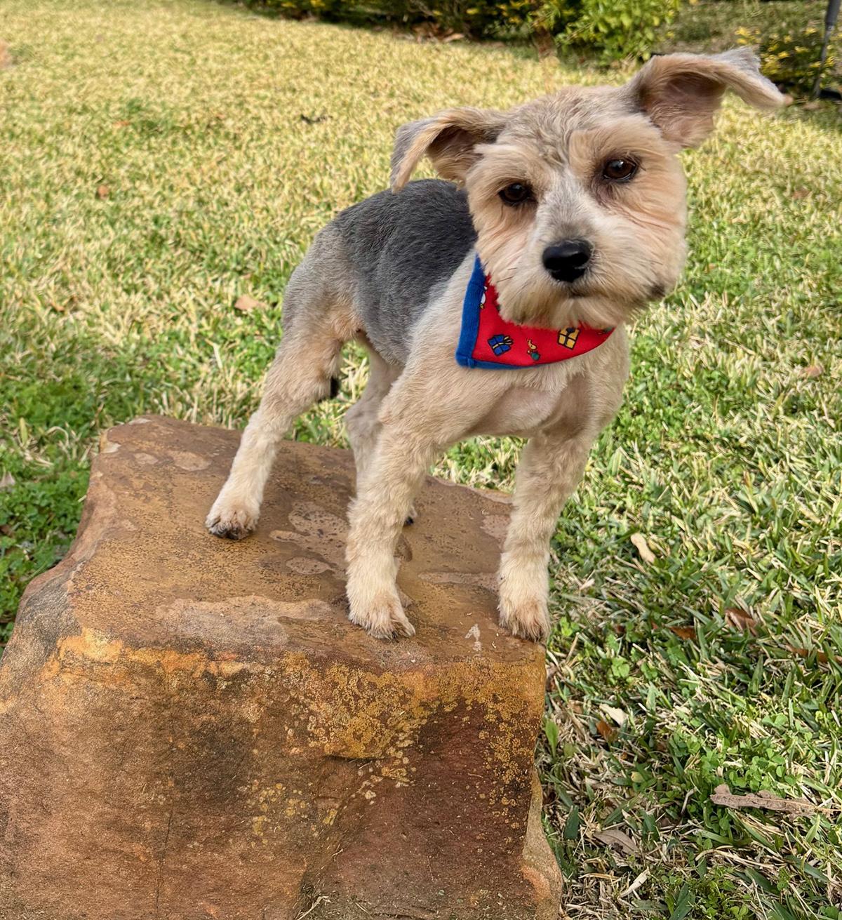 Little PEARL - Sweet Yorkie Gem! — thumbnail 3