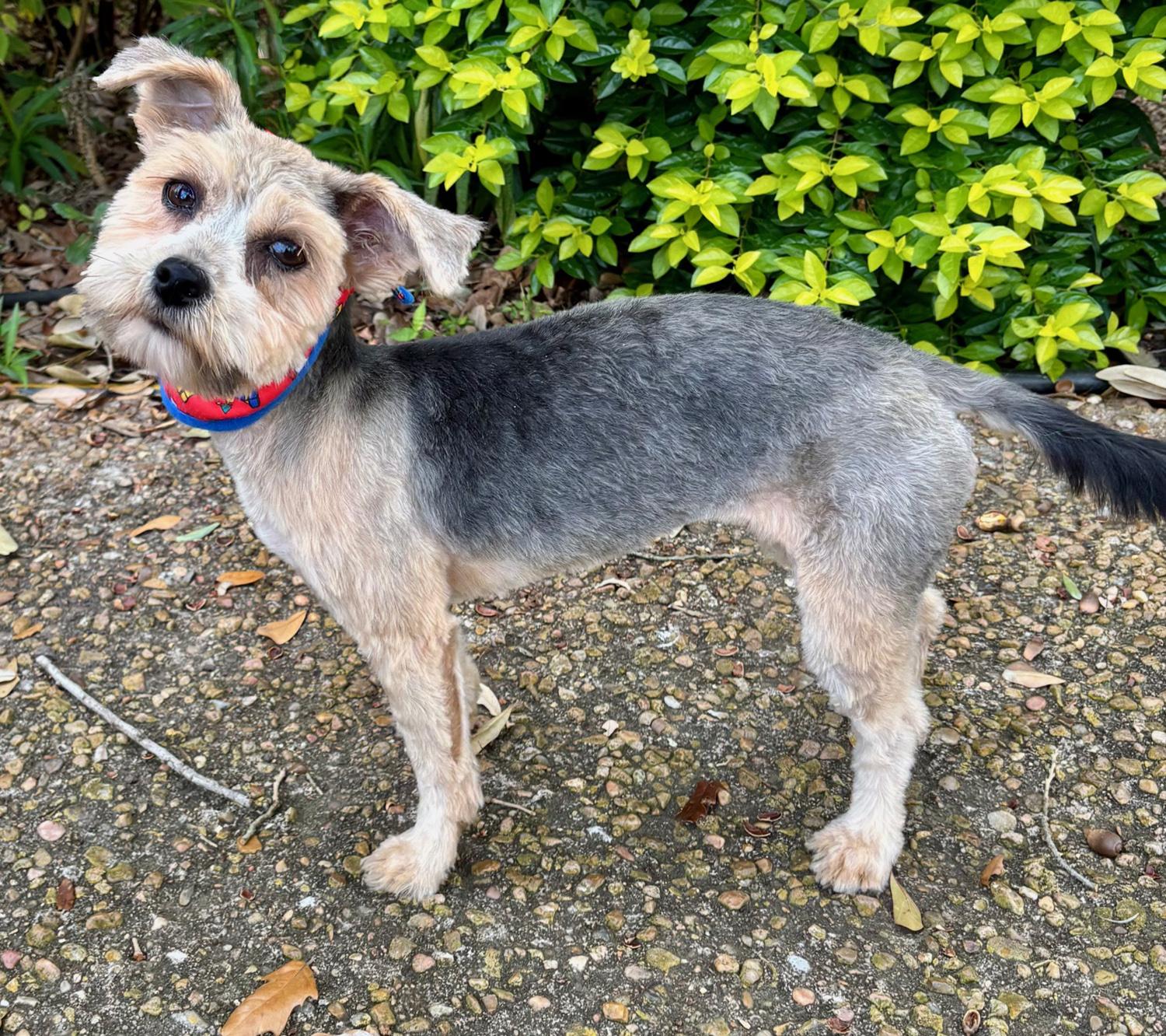 Little PEARL - Sweet Yorkie Gem! — thumbnail 4