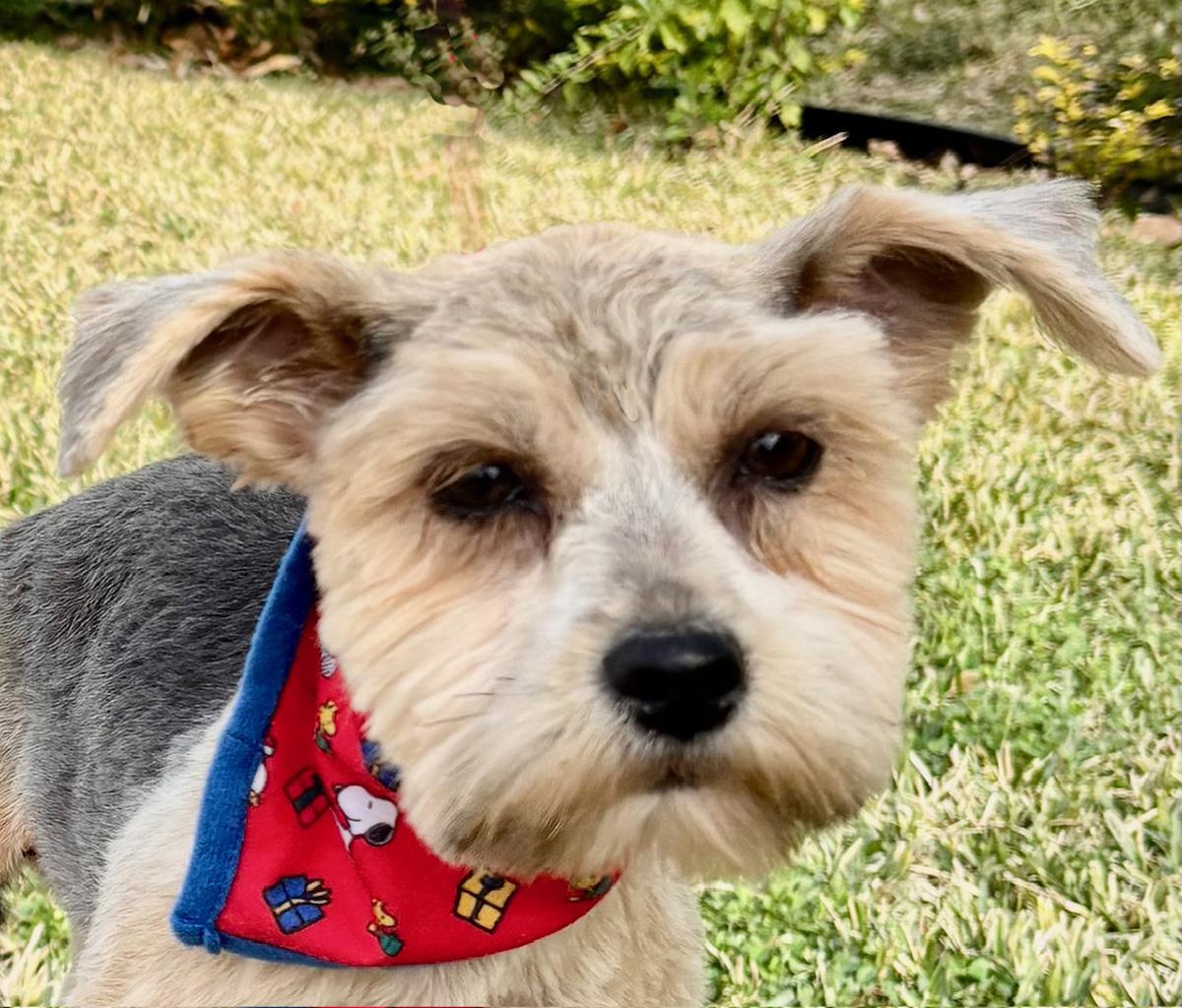 Enlarge Little PEARL - Sweet Yorkie Gem!, a Adoptable Yorkshire Terrier in Roanoke, VA image 5/6