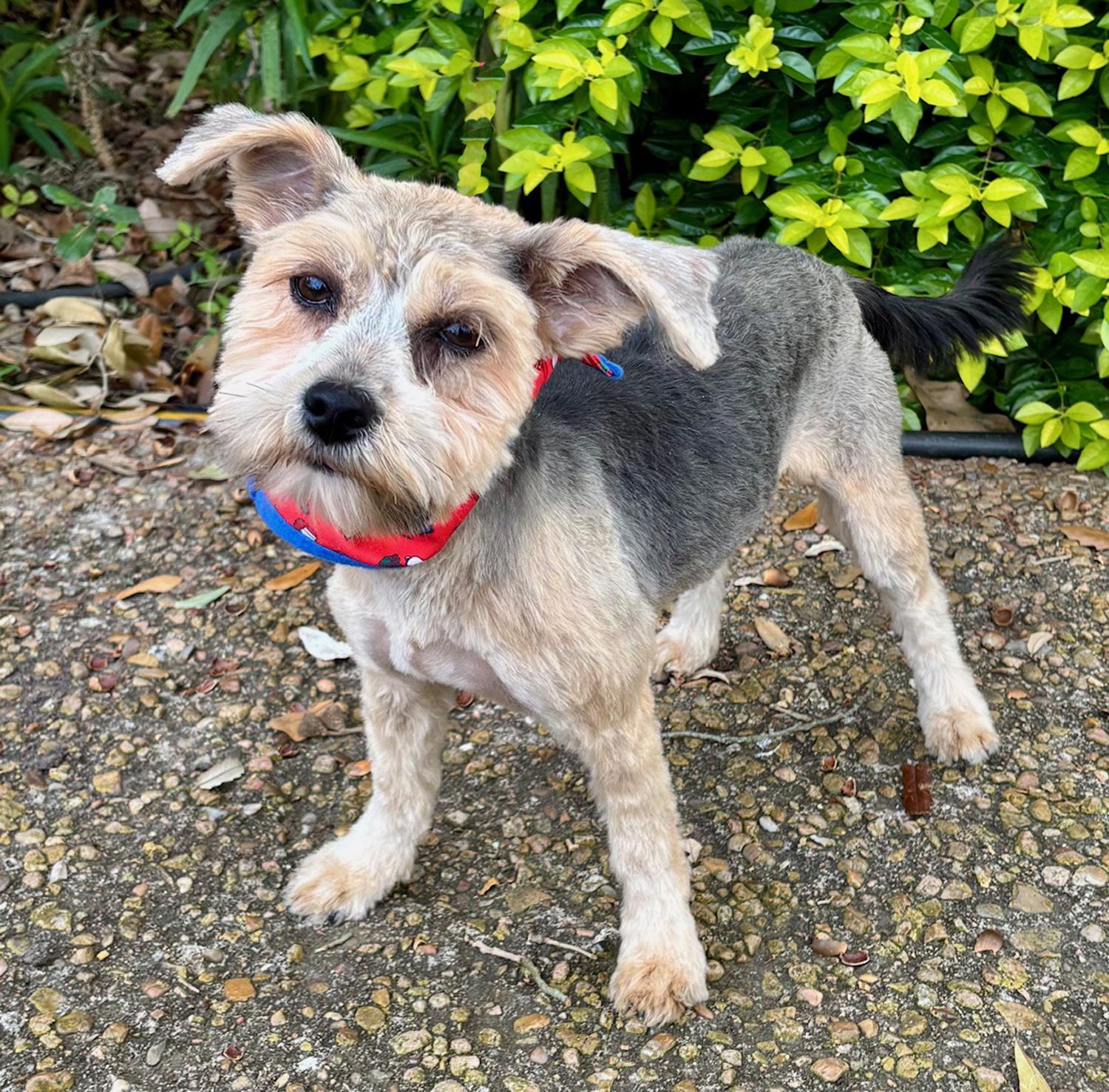 Little PEARL - Sweet Yorkie Gem!, Adoptable, Young Female Yorkshire Terrier.