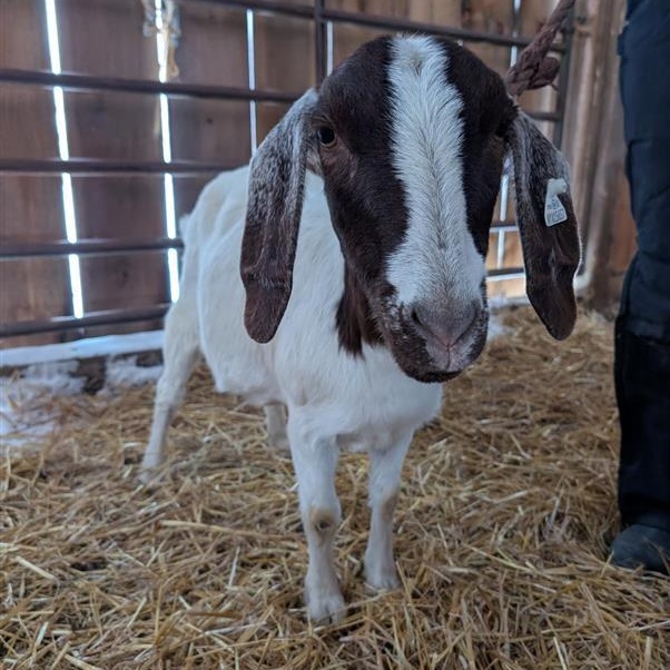 Enlarge  Camellia, a ADOPTABLE Boer in Cooperstown, NY image 2/2
