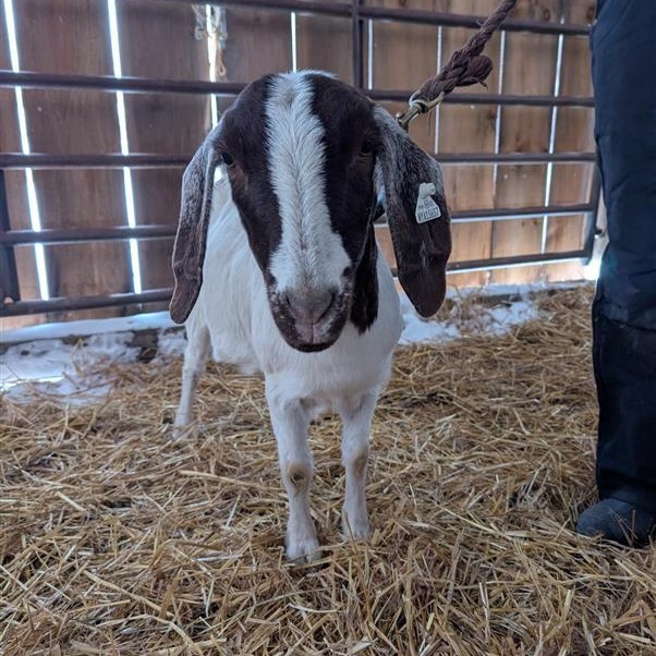  Camellia, ADOPTABLE, Adult Female Boer.