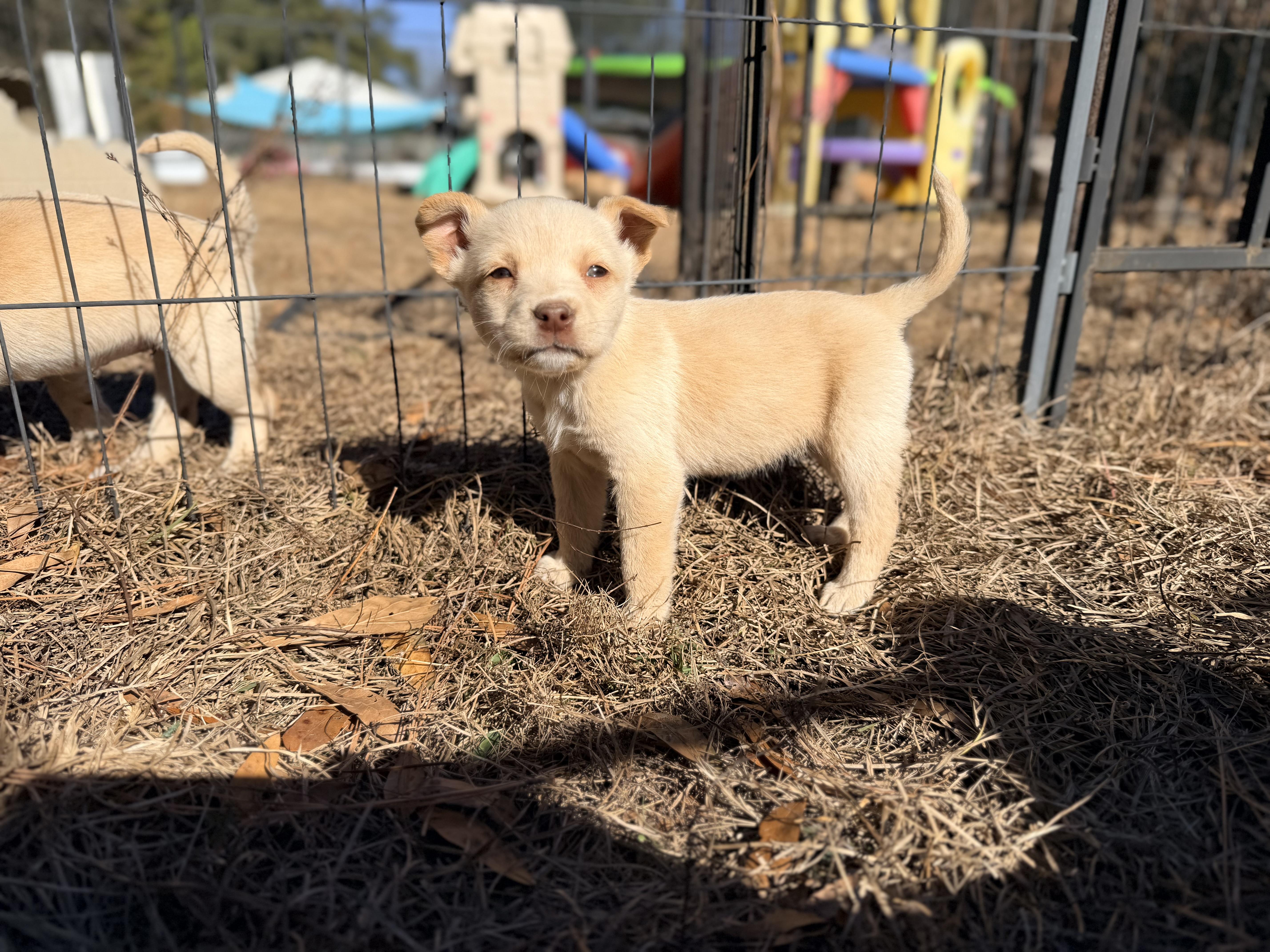 MOXIE — thumbnail 2