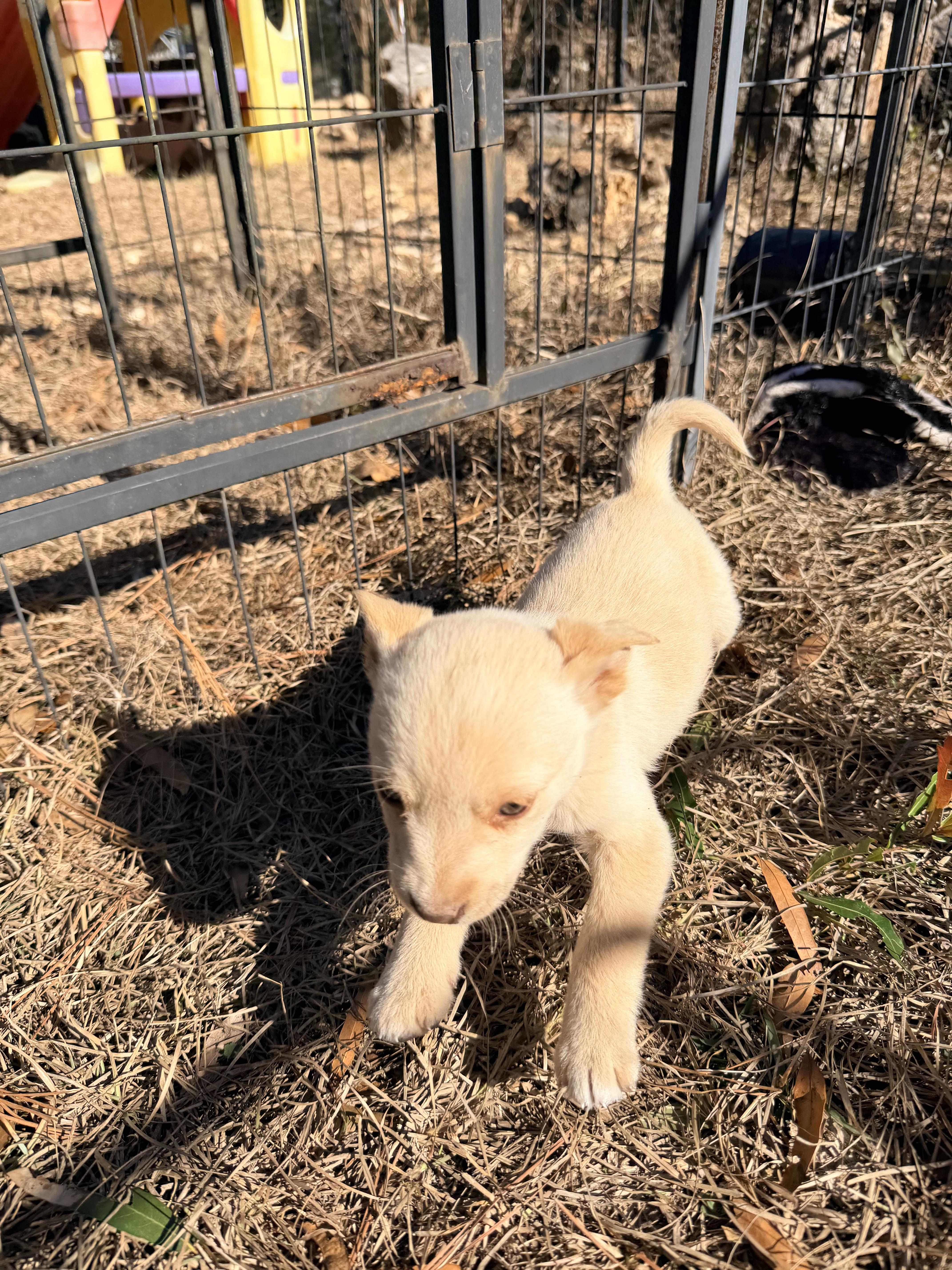 MOXIE — thumbnail 5