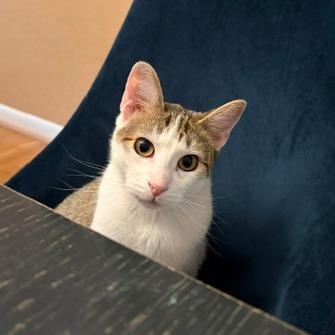 Silver, Adoptable, Young Male Domestic Short Hair.