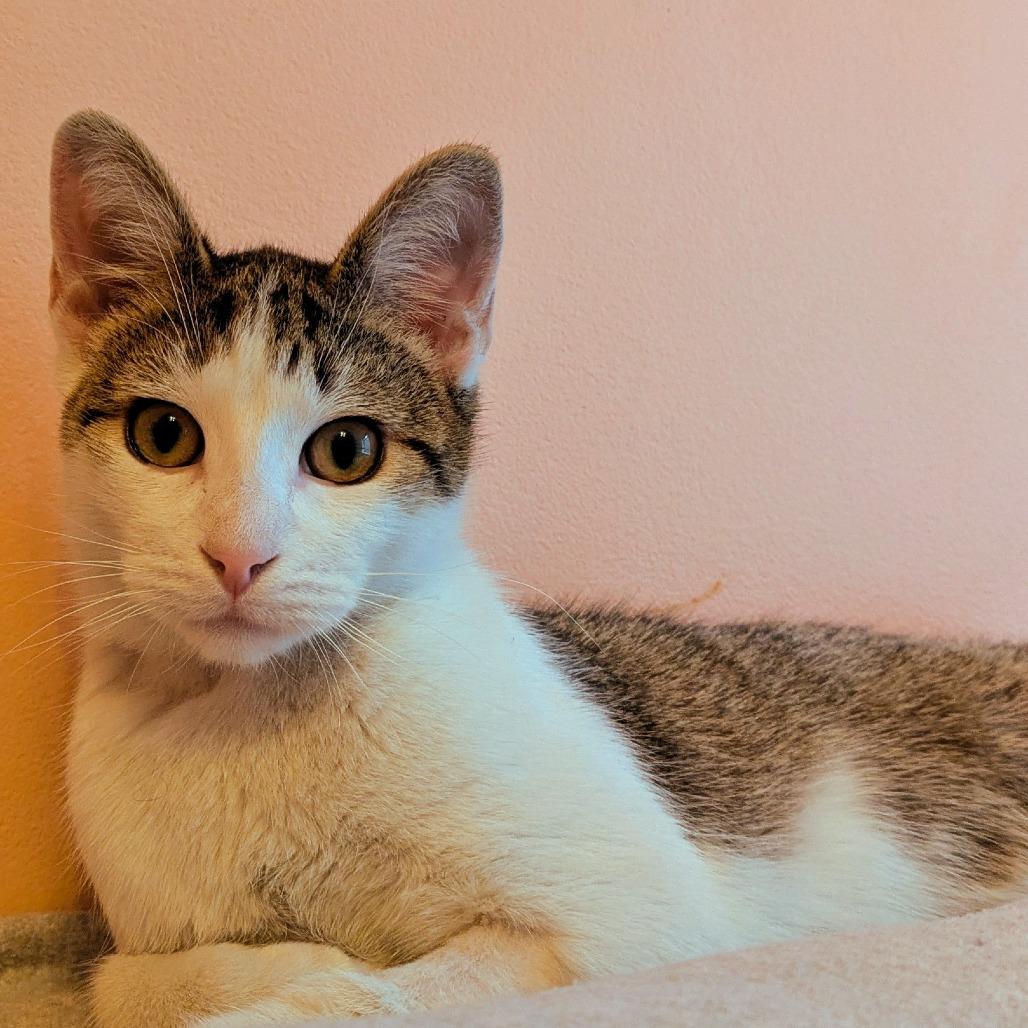 Silver, a Adoptable Domestic Short Hair in Washington, DC image 2/6
