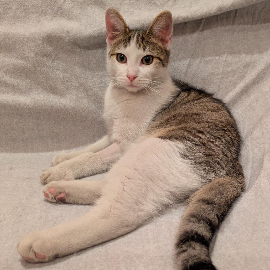 Silver, a Adoptable Domestic Short Hair in Washington, DC image 4/6