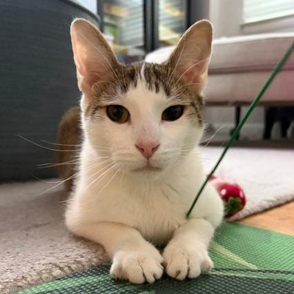 Silver, a Adoptable Domestic Short Hair in Washington, DC image 5/6