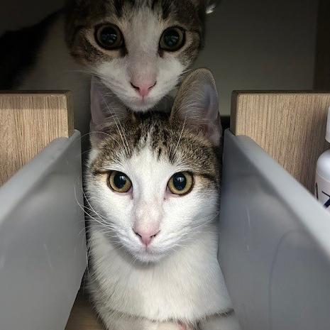 Silver, a Adoptable Domestic Short Hair in Washington, DC image 6/6