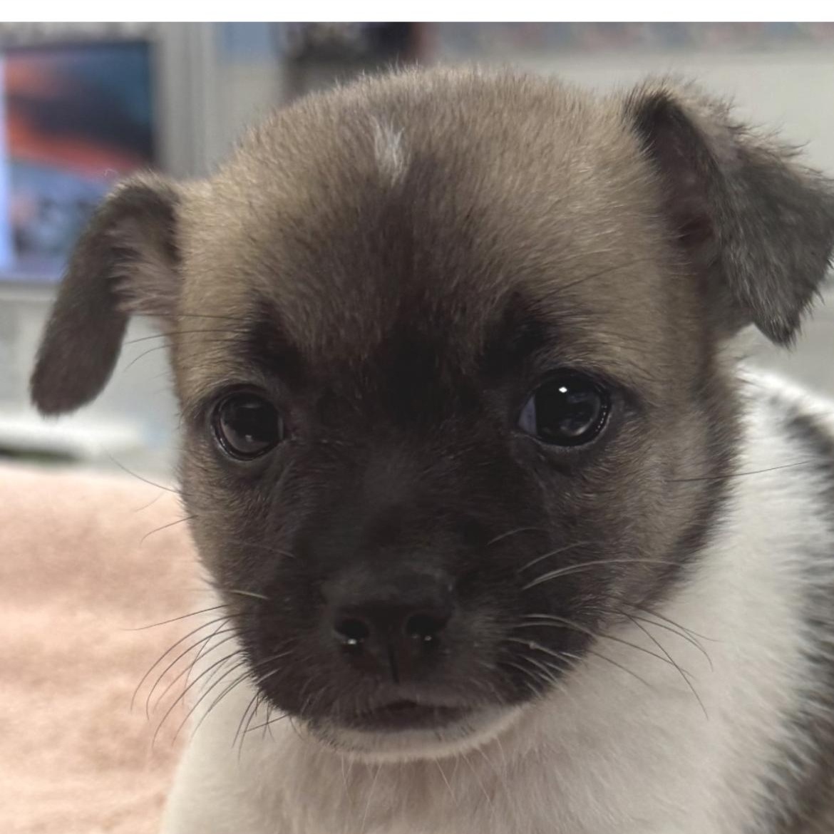 Venus, adopted, Puppy Female Chihuahua.