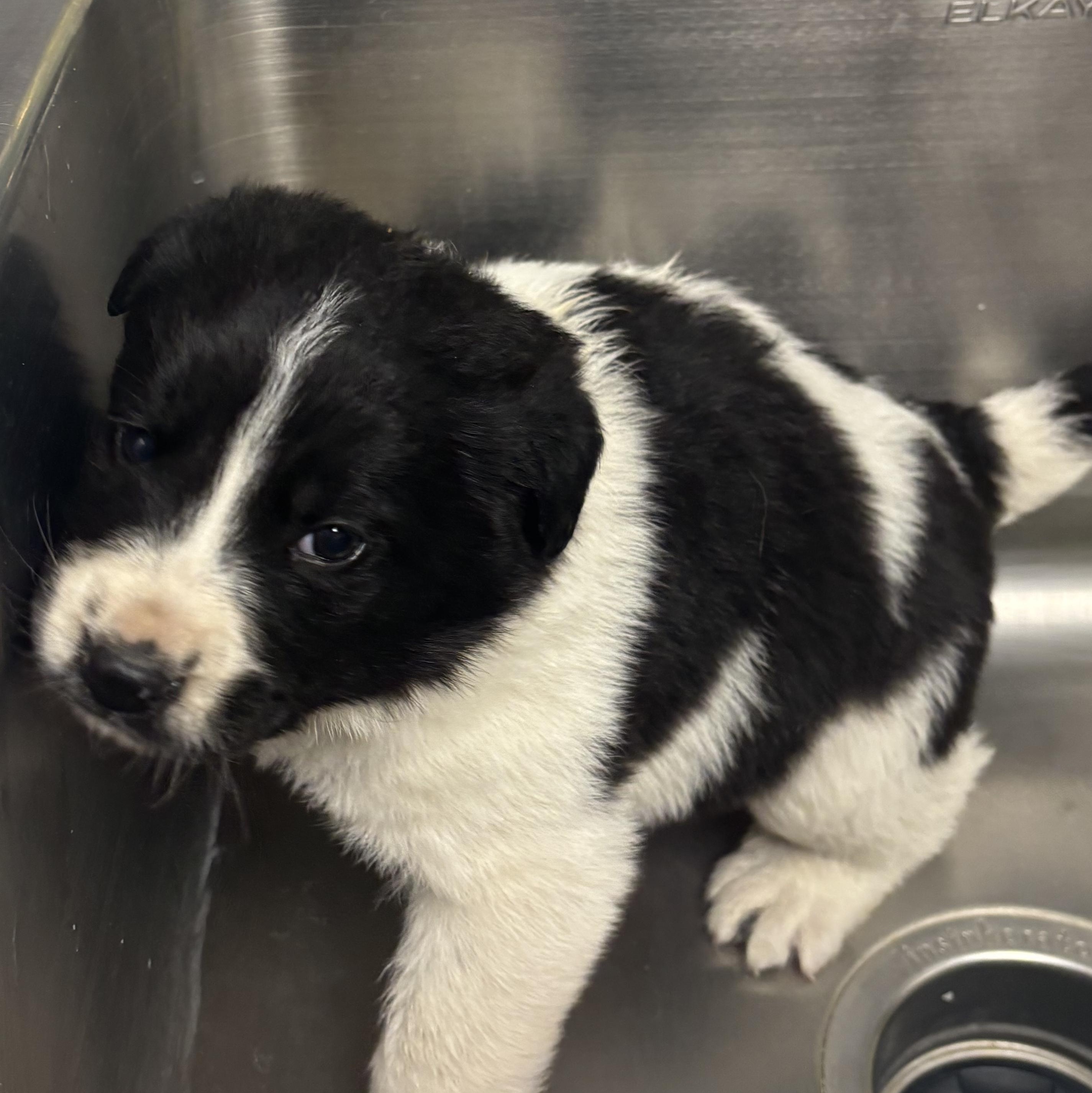 Enlarge Erin Hannon, a Adoptable mixed breed in Liberty, MO image 1/4