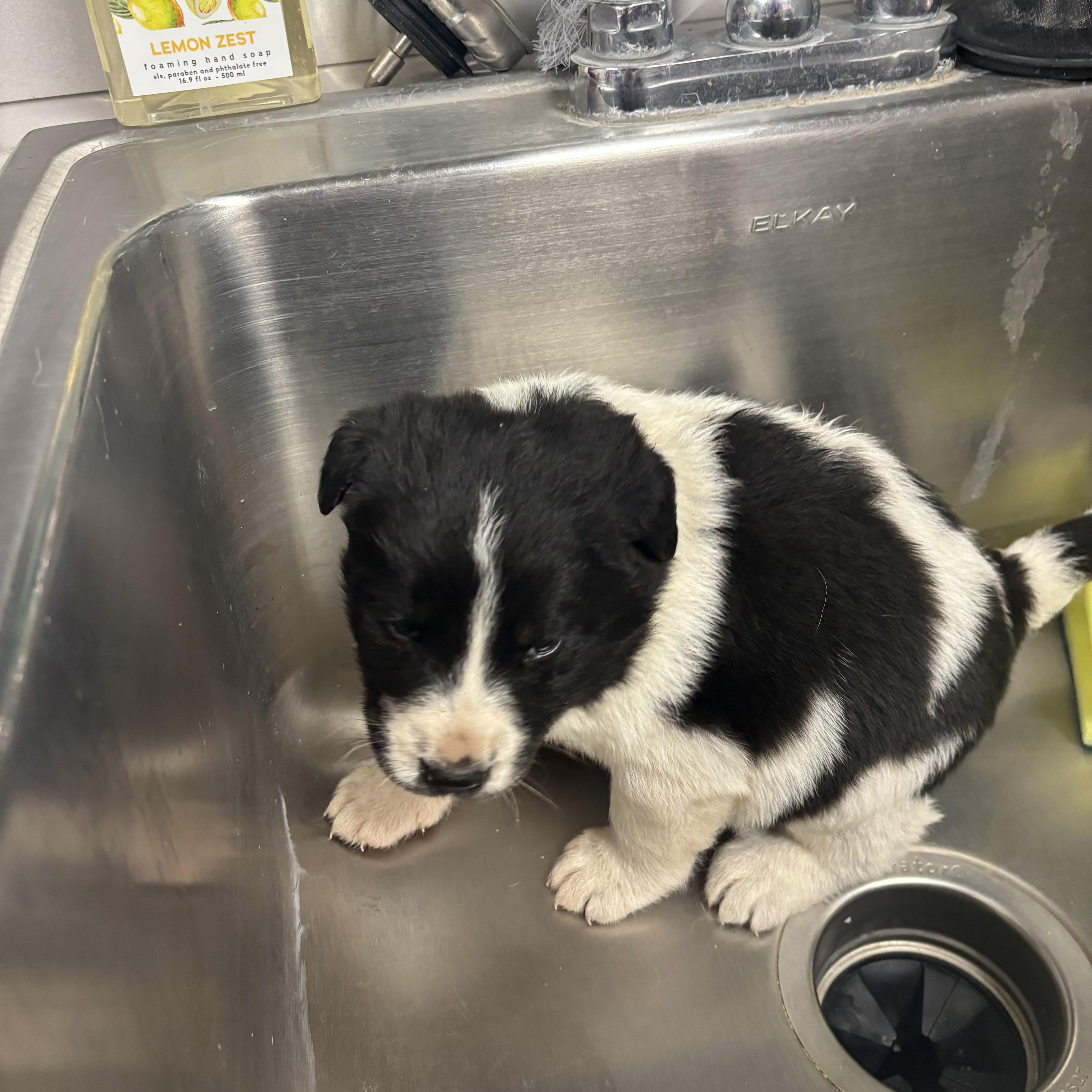 Enlarge Erin Hannon, a Adoptable mixed breed in Liberty, MO image 2/4