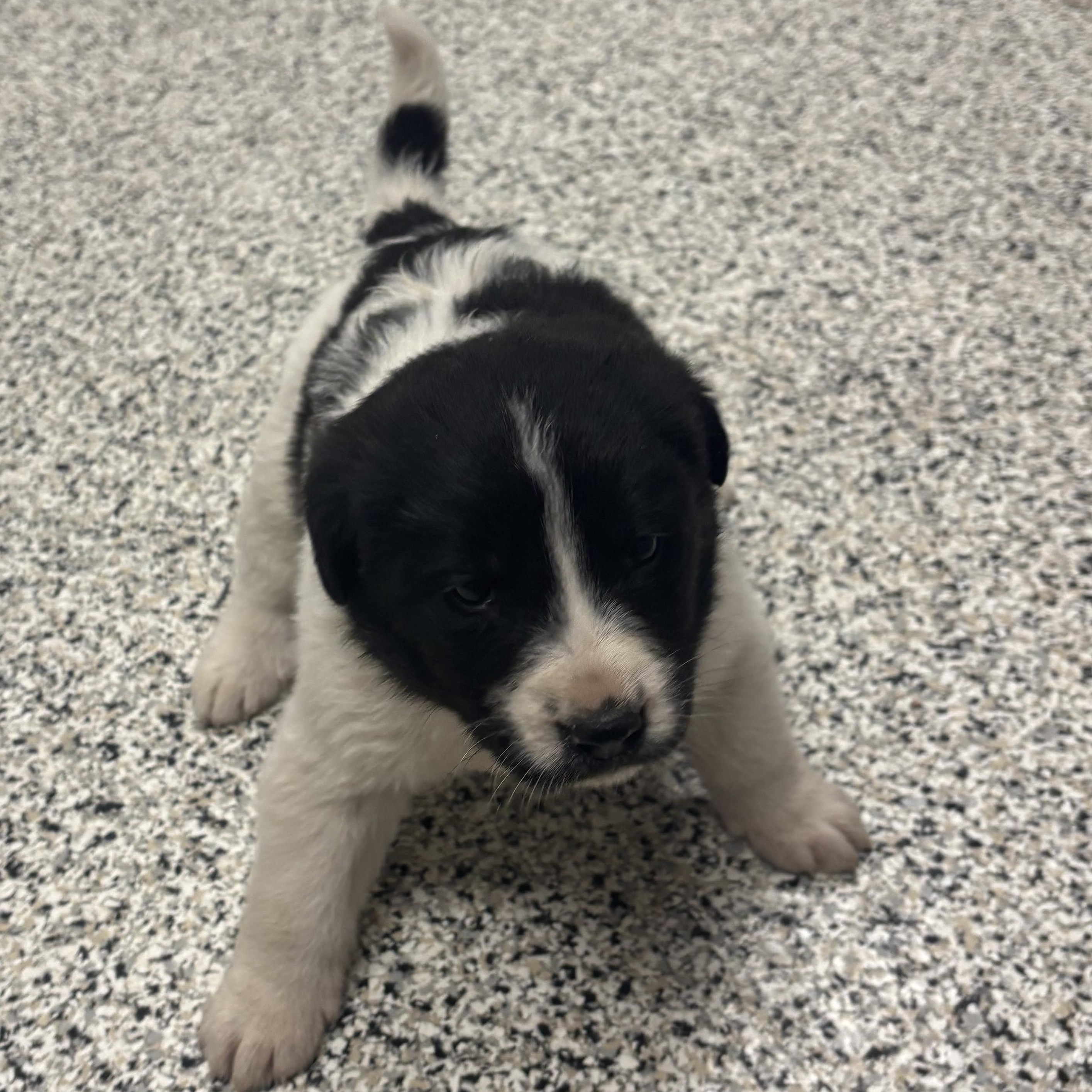 Enlarge Erin Hannon, a Adoptable mixed breed in Liberty, MO image 3/4