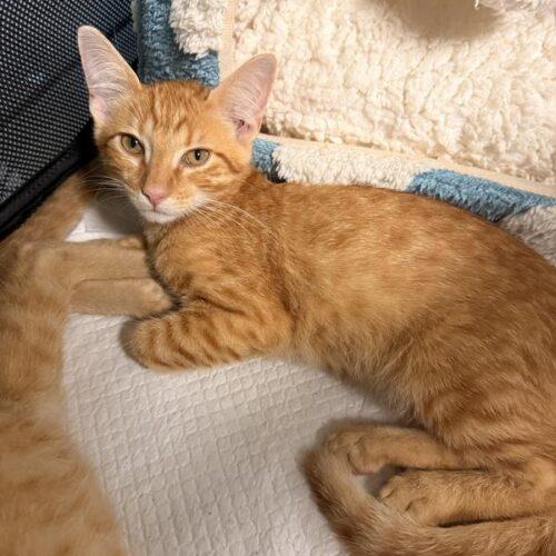 Enlarge Gnocchi, a Adoptable Domestic Short Hair in Tampa, FL image 1/1