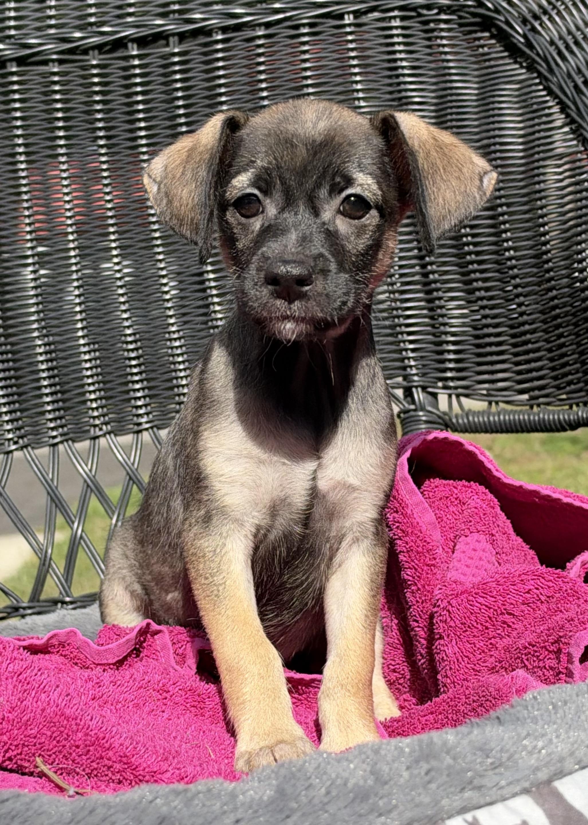 Enlarge Air Fry, a Adoptable mixed breed in Mt Pleasant, SC image 3/5