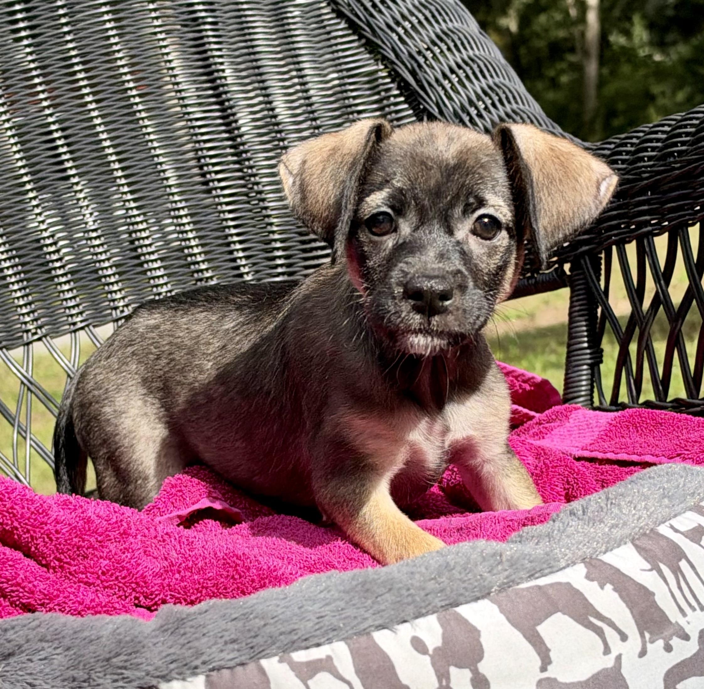 Air Fry, Adoptable, Puppy Female Mixed Breed.