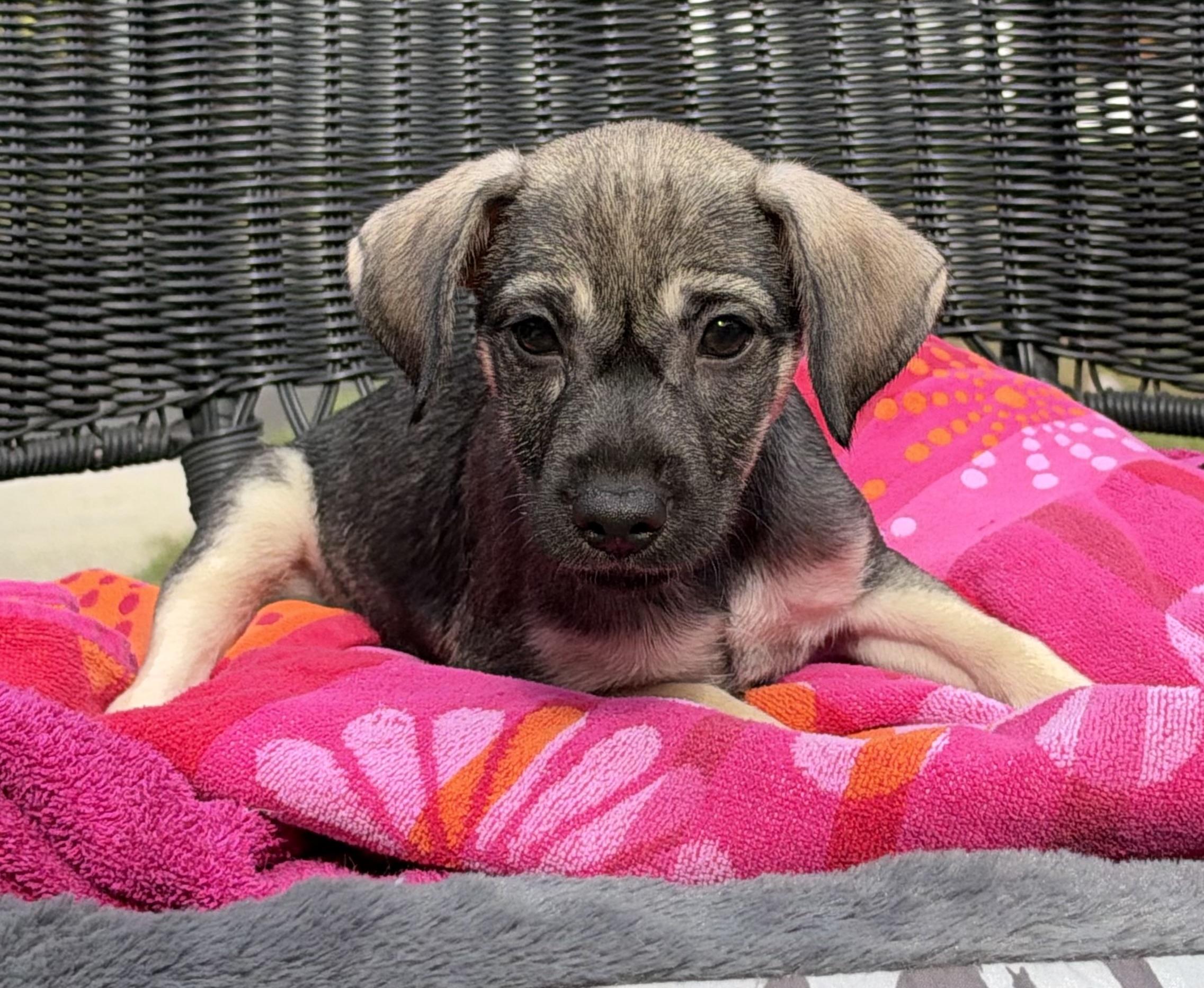 Enlarge Air Fry, a Adoptable mixed breed in Mt Pleasant, SC image 5/5