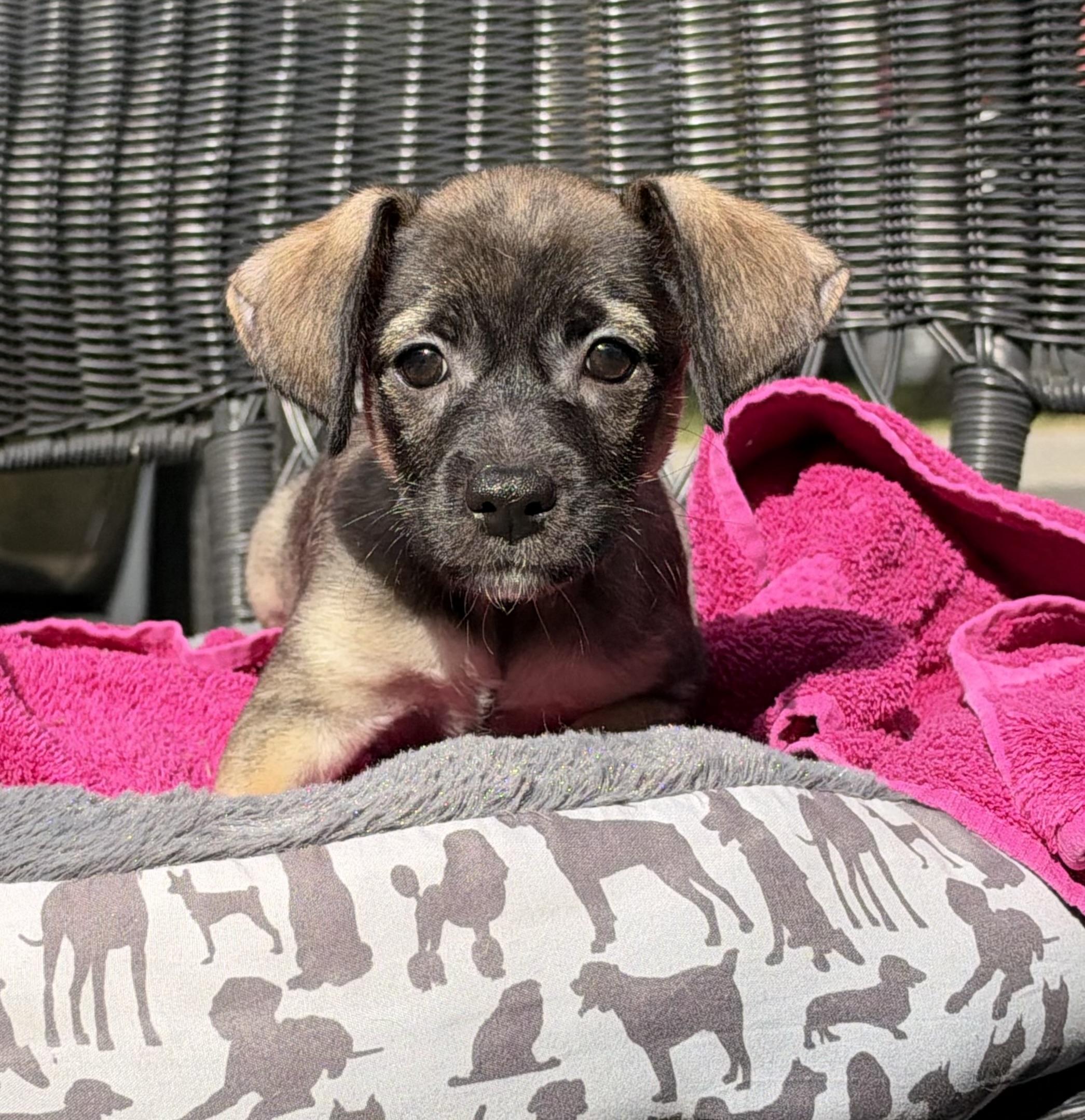 Enlarge Air Fry, a Adoptable mixed breed in Mt Pleasant, SC image 2/5