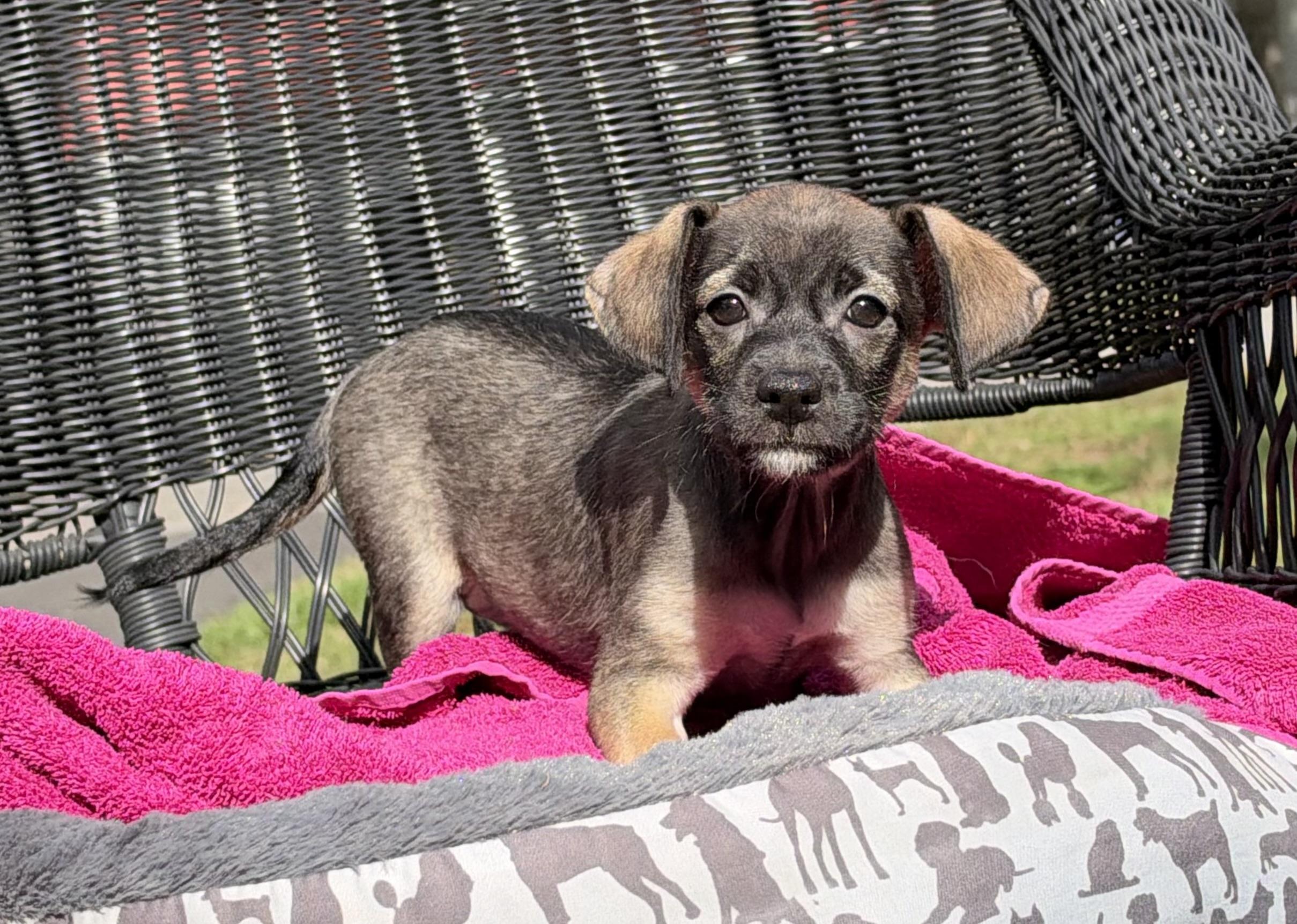 Enlarge Air Fry, a Adoptable mixed breed in Mt Pleasant, SC image 4/5