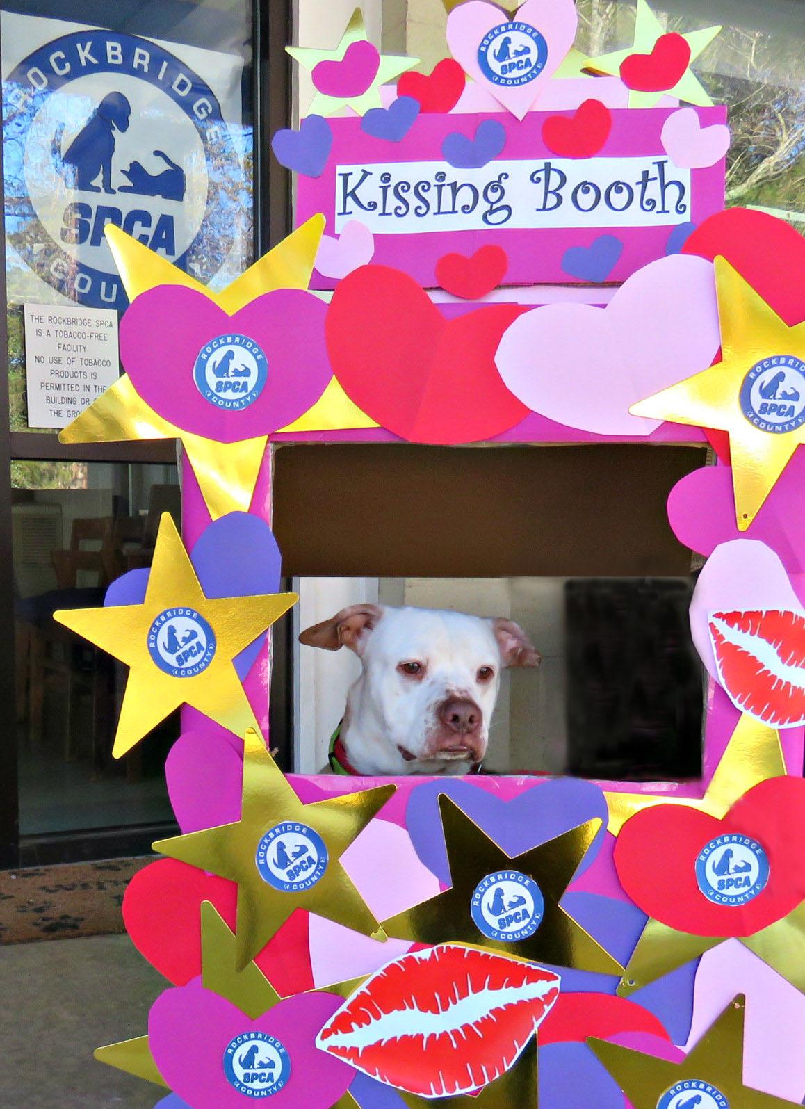 Sez, Adoptable, Adult Male Pit Bull Terrier.