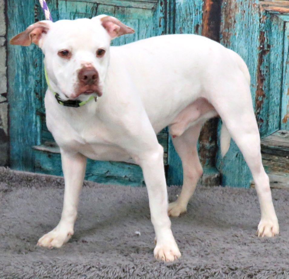 Enlarge Sez, a Adoptable Pit Bull Terrier in Lexington, VA image 4/4