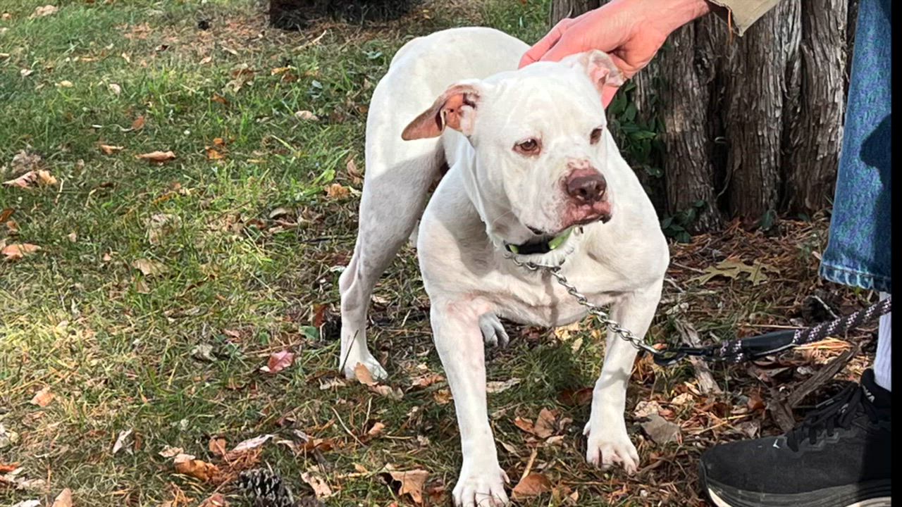 Enlarge Sez, a Adoptable Pit Bull Terrier in Lexington, VA video 1/2