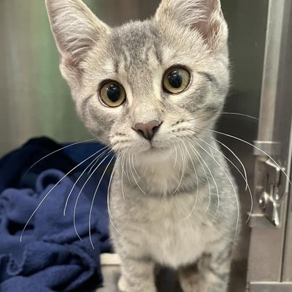 Enlarge Cindy, a Adoptable mixed breed in Tinley Park, IL image 2/2