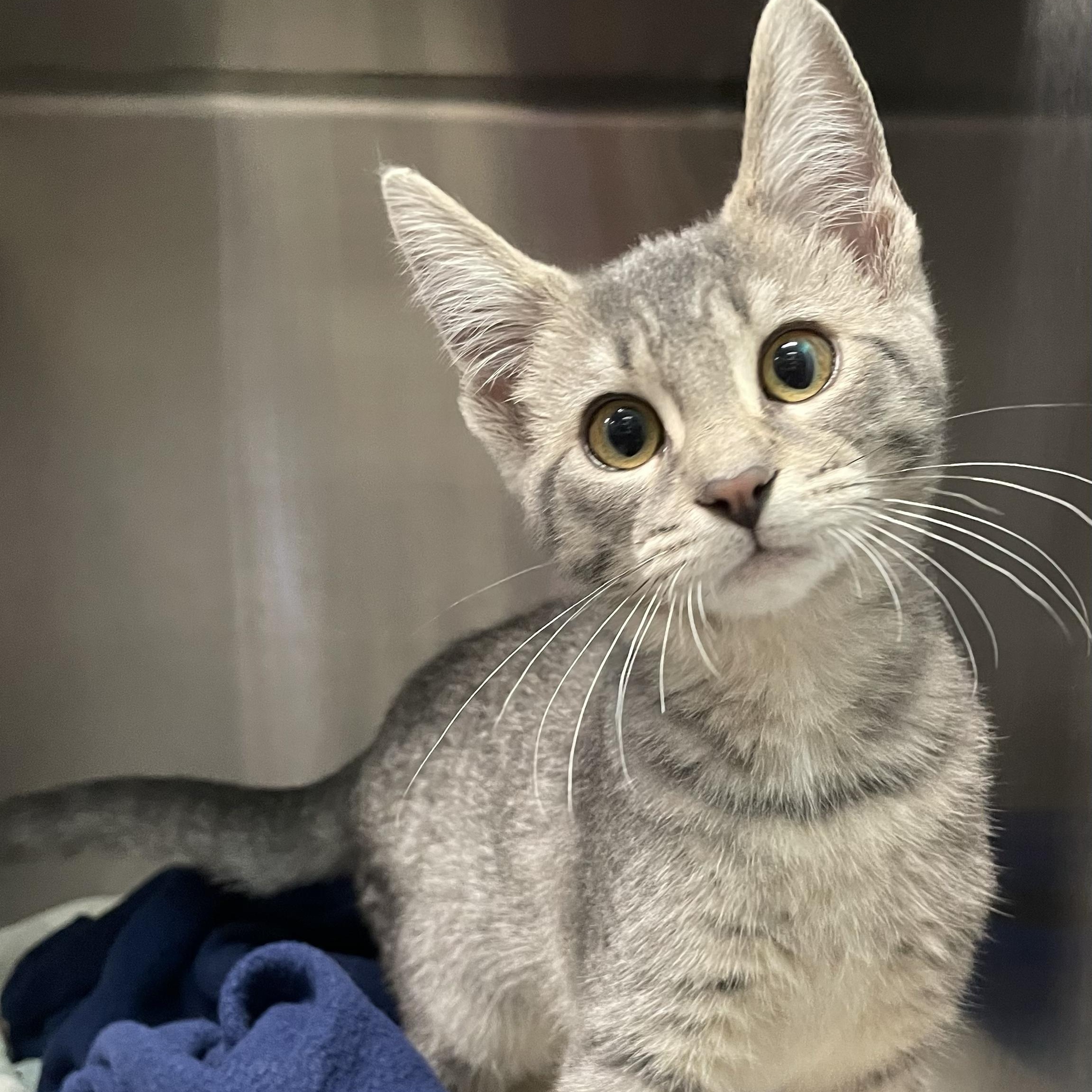 Enlarge Cindy, a Adoptable mixed breed in Tinley Park, IL image 1/2