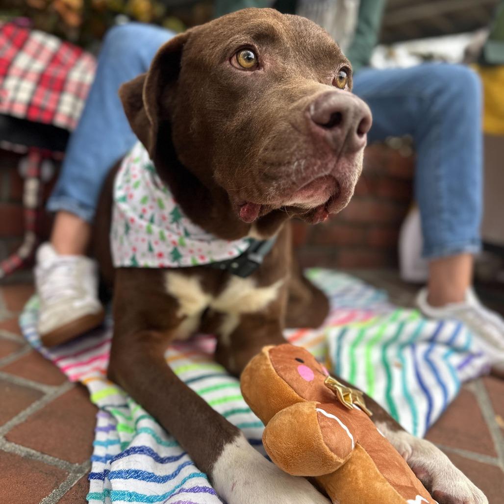 Harrold, Adoptable, Adult Male Pit Bull Terrier & Mixed Breed.