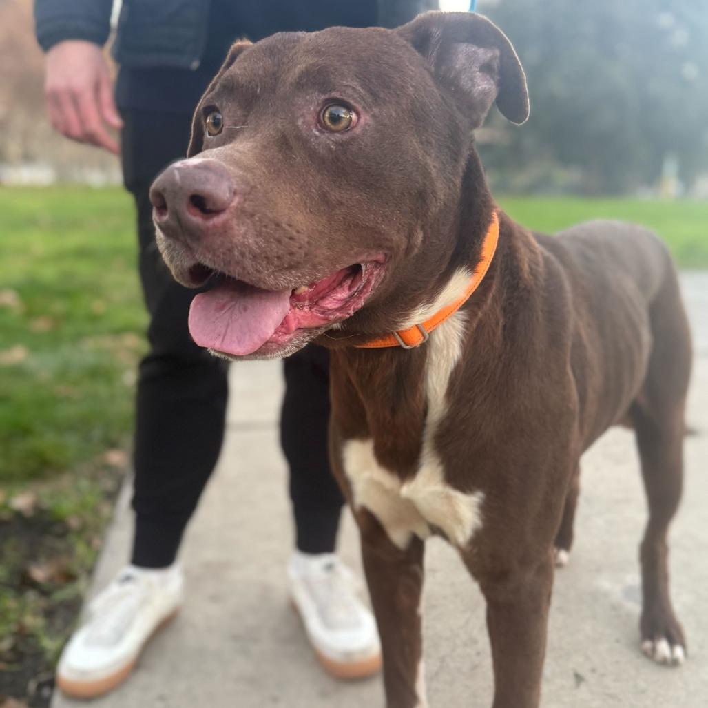 Harrold, a Adoptable mixed breed in Turlock, CA image 2/5