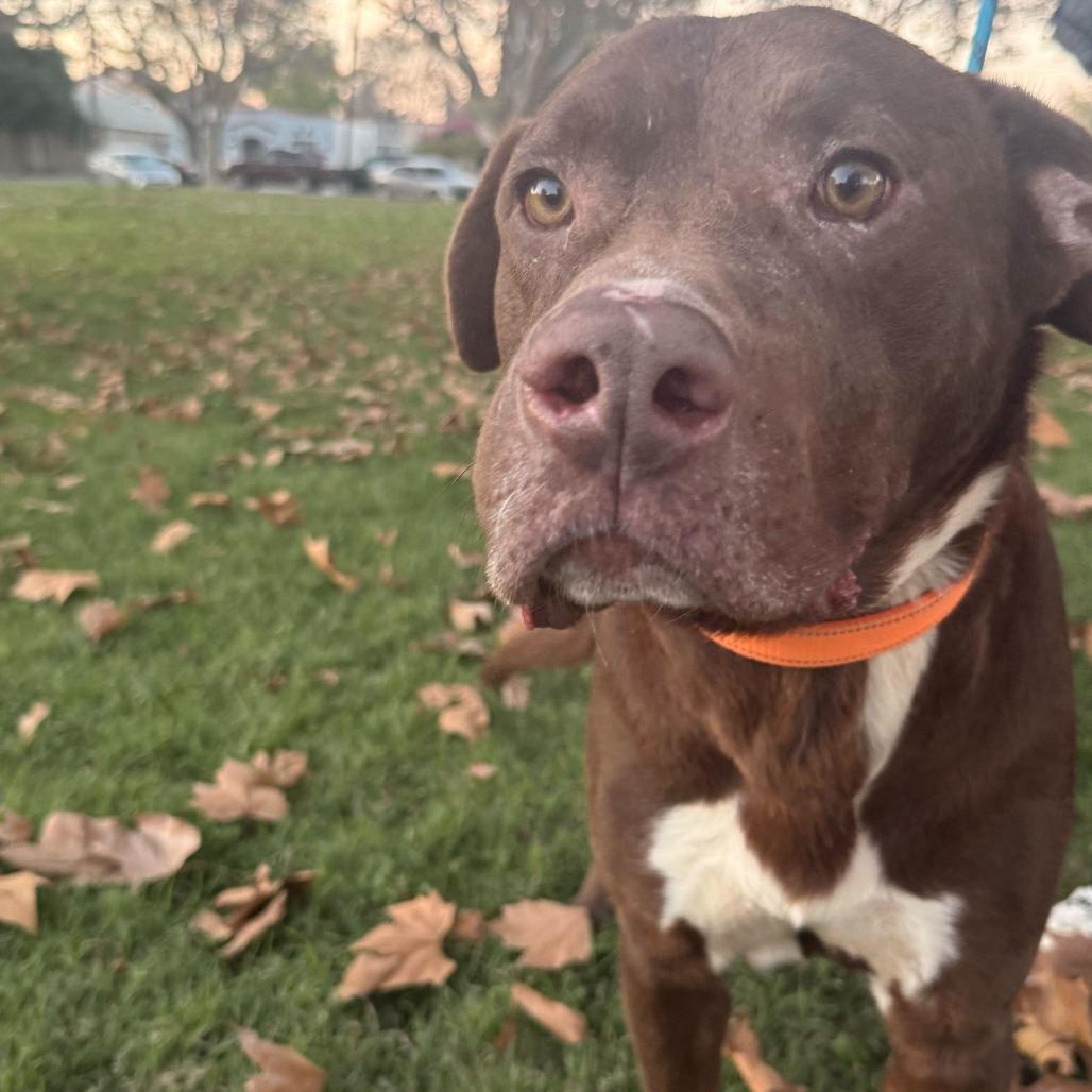 Harrold, a Adoptable mixed breed in Turlock, CA image 3/5