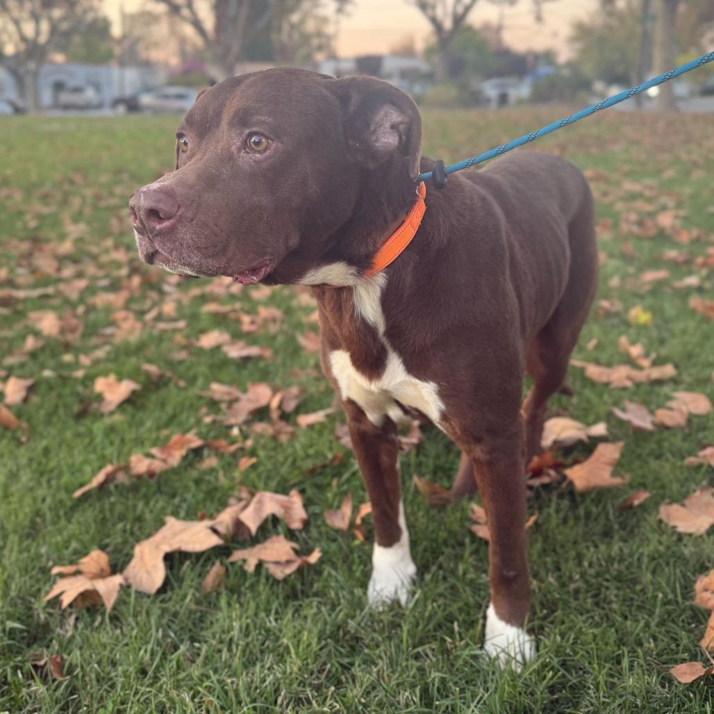 Harrold, a Adoptable mixed breed in Turlock, CA image 4/5